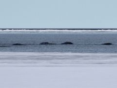 04A Narwhal Whales On Day 2 On Floe Edge Adventure Nunavut Canada